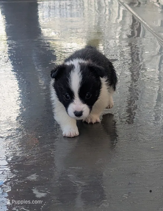 Honey Ham – Cardigan Welsh Corgi, Pembroke Welsh Corgi puppy for sale in Delta, CO