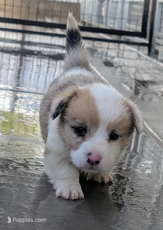 Sweet Potato – Cardigan Welsh Corgi, Pembroke Welsh Corgi puppy for sale in Delta, CO