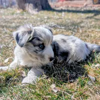 Lad - AKC, a male Cardigan Welsh Corgi for sale in Hotchkiss, CO – Photo 4 of 9