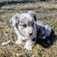 Lad - AKC, a male Cardigan Welsh Corgi for sale in Hotchkiss, CO – Photo 7 of 9