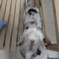 Lad - AKC, a male Cardigan Welsh Corgi for sale in Hotchkiss, CO – Photo 3 of 9