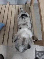 Lad - AKC, a male Cardigan Welsh Corgi for sale in Hotchkiss, CO – Photo 4 of 8