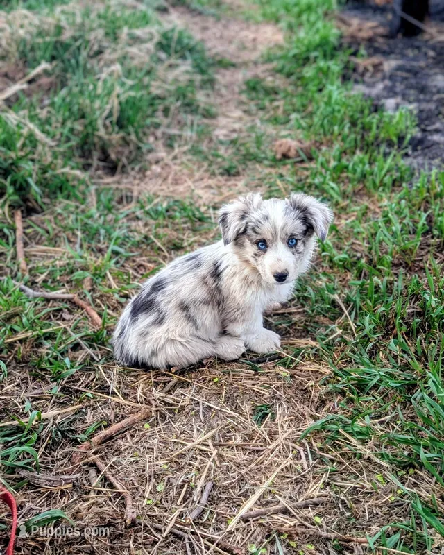 Lad - AKC – Cardigan Welsh Corgi puppy for sale in Hotchkiss, CO