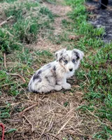 Lad - AKC, a male Cardigan Welsh Corgi for sale in Hotchkiss, CO – Photo 1 of 9