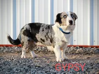 Lad - AKC, a male Cardigan Welsh Corgi for sale in Hotchkiss, CO – Photo 8 of 8