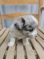 Lad - AKC, a male Cardigan Welsh Corgi for sale in Hotchkiss, CO – Photo 2 of 8