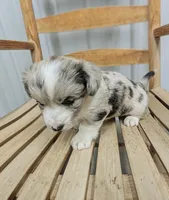 Lad - AKC, a male Cardigan Welsh Corgi for sale in Hotchkiss, CO – Photo 3 of 8