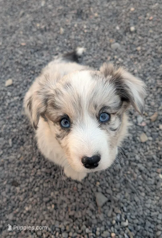 Lad - AKC – Cardigan Welsh Corgi puppy for sale in Hotchkiss, CO