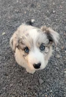 Lad - AKC, a male Cardigan Welsh Corgi for sale in Hotchkiss, CO – Photo 2 of 9