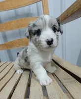 Lad - AKC, a male Cardigan Welsh Corgi for sale in Hotchkiss, CO – Photo 1 of 8