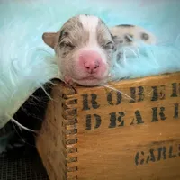 Lad - AKC, a male Cardigan Welsh Corgi for sale in Hotchkiss, CO – Photo 6 of 9