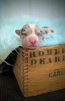 Lad - AKC, a male Cardigan Welsh Corgi for sale in Hotchkiss, CO – Photo 5 of 8