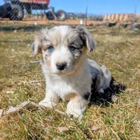 Lad - AKC, a male Cardigan Welsh Corgi for sale in Hotchkiss, CO – Photo 5 of 9