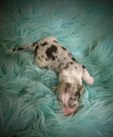 Lad - AKC, a male Cardigan Welsh Corgi for sale in Hotchkiss, CO – Photo 6 of 8