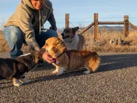 Teeter's Shot, a female Pembroke Welsh Corgi for sale in Hotchkiss, CO – Photo 5 of 6