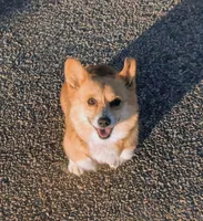 Teeter's Shot, a female Pembroke Welsh Corgi for sale in Hotchkiss, CO – Photo 1 of 6