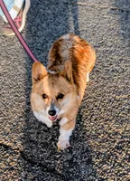 Teeter's Shot, a female Pembroke Welsh Corgi for sale in Hotchkiss, CO – Photo 3 of 6