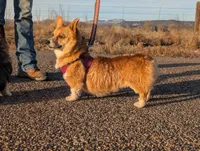 Teeter's Shot, a female Pembroke Welsh Corgi for sale in Hotchkiss, CO – Photo 4 of 6