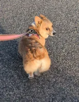 Teeter's Shot, a female Pembroke Welsh Corgi for sale in Hotchkiss, CO – Photo 2 of 6