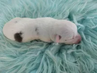 Corn Bread, a male Cardigan Welsh Corgi and Pembroke Welsh Corgi for sale in Delta, CO – 2 of 4