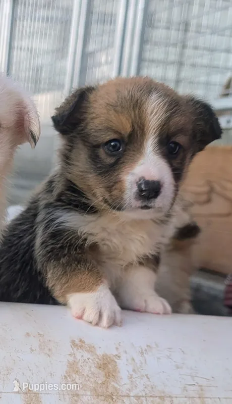 Turkey Drumstick – Cardigan Welsh Corgi, Pembroke Welsh Corgi puppy for sale in Delta, CO