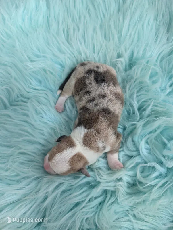 Pecan Pie – Cardigan Welsh Corgi, Pembroke Welsh Corgi puppy for sale in Delta, CO