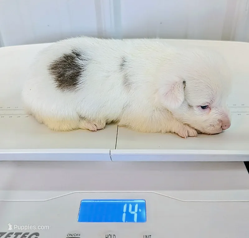 Corn Bread – Cardigan Welsh Corgi, Pembroke Welsh Corgi puppy for sale in Delta, CO