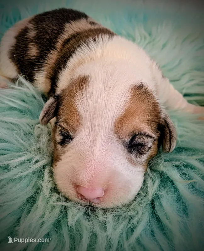 Cricket – Pembroke Welsh Corgi puppy for sale in Hotchkiss, CO