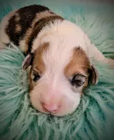 Cricket, a male Pembroke Welsh Corgi for sale in Hotchkiss, CO – Photo 1 of 6