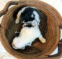 Chick, a female Pembroke Welsh Corgi for sale in Hotchkiss, CO – Photo 2 of 6