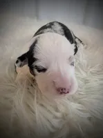 Chick, a female Pembroke Welsh Corgi for sale in Hotchkiss, CO – Photo 3 of 6