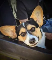 Chick, a female Pembroke Welsh Corgi for sale in Hotchkiss, CO – Photo 5 of 6