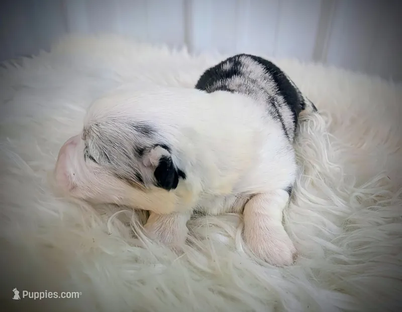 Chick – Pembroke Welsh Corgi puppy for sale in Hotchkiss, CO