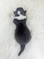 Storm - AKC, a female Cardigan Welsh Corgi for sale in Hotchkiss, CO – 2 of 2