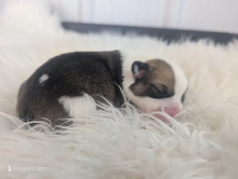 Pilgrim – Cardigan Welsh Corgi, Pembroke Welsh Corgi puppy for sale in Delta, CO
