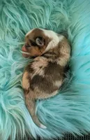 Patrick - AKC, a male Cardigan Welsh Corgi for sale in Hotchkiss, CO – Photo 5 of 7