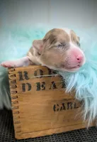 Patrick - AKC, a male Cardigan Welsh Corgi for sale in Hotchkiss, CO – Photo 4 of 7