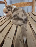 Patrick - AKC, a male Cardigan Welsh Corgi for sale in Hotchkiss, CO – Photo 3 of 7