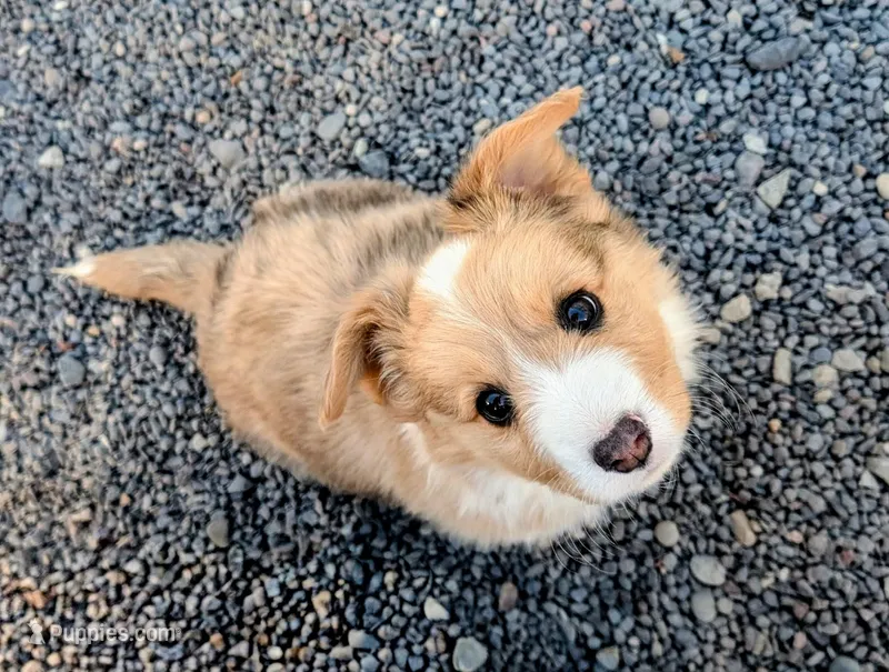 Patrick - AKC – Cardigan Welsh Corgi puppy for sale in Hotchkiss, CO
