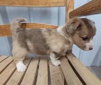 Patrick - AKC, a male Cardigan Welsh Corgi for sale in Hotchkiss, CO – Photo 2 of 7