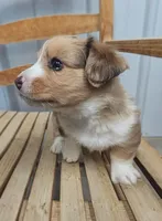 Patrick - AKC, a male Cardigan Welsh Corgi for sale in Hotchkiss, CO – Photo 1 of 7