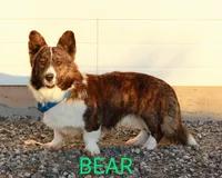 Luck - AKC, a male Cardigan Welsh Corgi for sale in Hotchkiss, CO – Photo 8 of 8