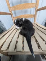 Luck - AKC, a male Cardigan Welsh Corgi for sale in Hotchkiss, CO – Photo 2 of 8