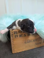 Luck - AKC, a male Cardigan Welsh Corgi for sale in Hotchkiss, CO – Photo 6 of 8