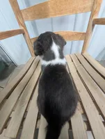 Luck - AKC, a male Cardigan Welsh Corgi for sale in Hotchkiss, CO – Photo 3 of 8