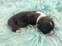 Giblet, a male Cardigan Welsh Corgi and Pembroke Welsh Corgi for sale in Delta, CO – 2 of 3