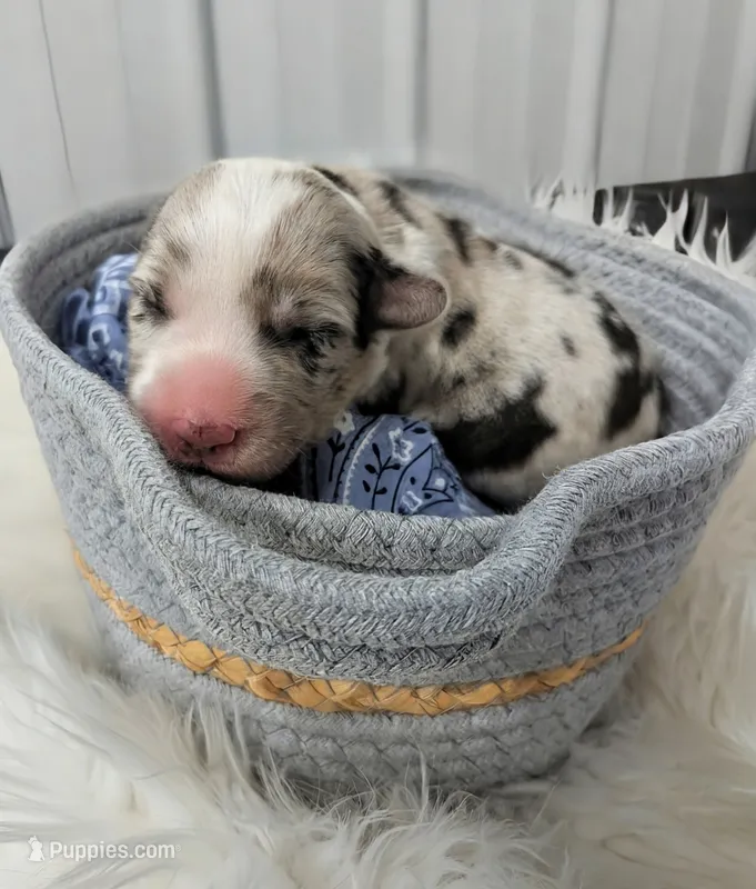 Rain - AKC – Cardigan Welsh Corgi puppy for sale in Hotchkiss, CO