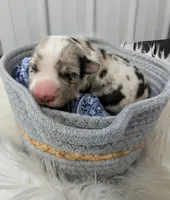 Rain - AKC, a female Cardigan Welsh Corgi for sale in Hotchkiss, CO – 1 of 2