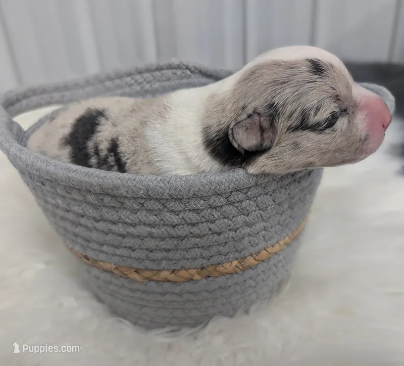 Misty - AKC – Cardigan Welsh Corgi puppy for sale in Hotchkiss, CO