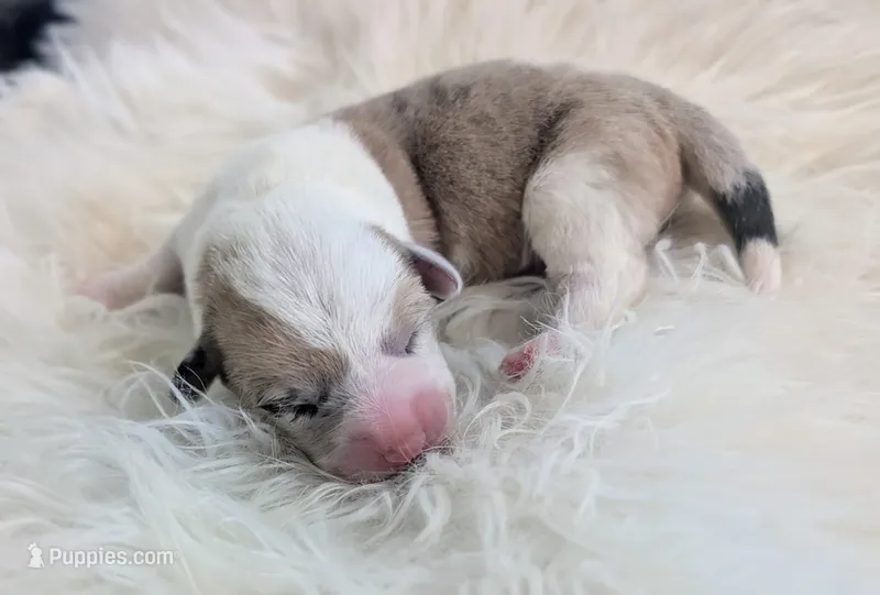 Sweet Potato – Cardigan Welsh Corgi, Pembroke Welsh Corgi puppy for sale in Delta, CO